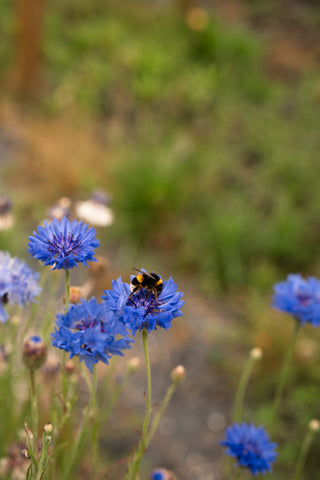 Centaurea Blue Boy