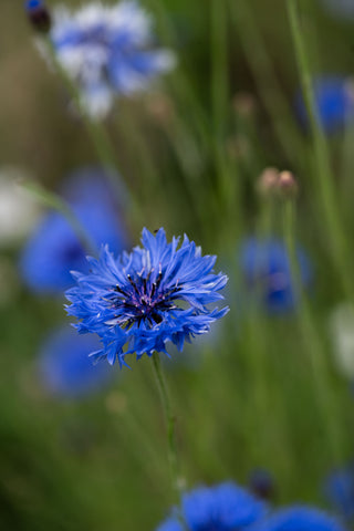 Centaurea Blue Boy