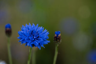 Centaurea Blue Boy