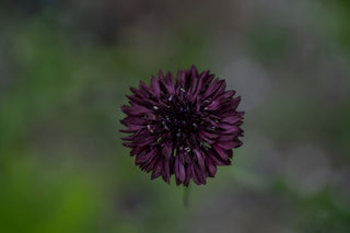 Semillas Centaurea formula mix