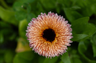 Semillas Calendula Pygmy Buff
