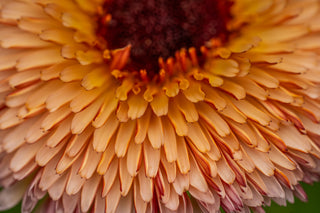 Semillas Calendula Pygmy Buff