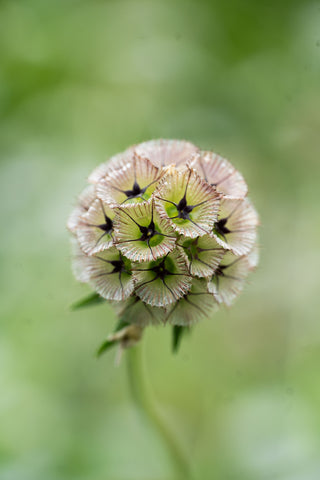 Semillas Scabiosa Stellata Drumstick