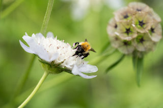 Semillas Scabiosa Stellata Drumstick