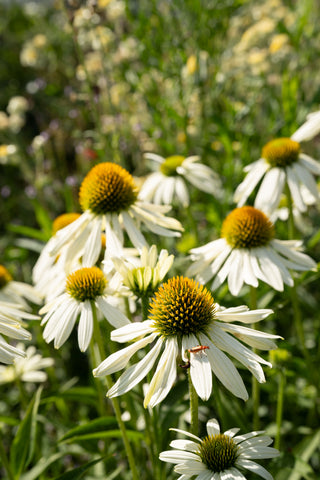 Echinacea Primadonna White