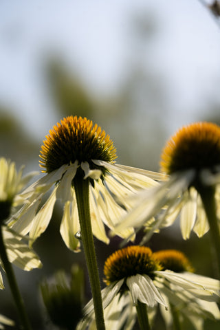 Echinacea Primadonna White