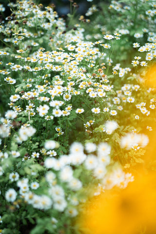 Semillas Tanacetum Vegmo Single