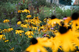 Rudbeckia Goldstrum