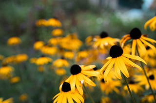 Rudbeckia Goldstrum