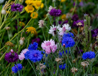 Semillas Centaurea formula mix
