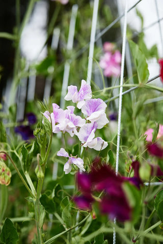 Semillas Lathyrus Odoratus Alba´s mix
