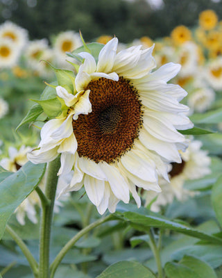 Semillas Girasoles Pro Cut White Nite