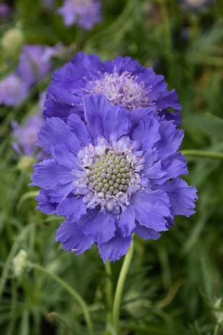 Semillas Scabiosa Fama Deep Blue