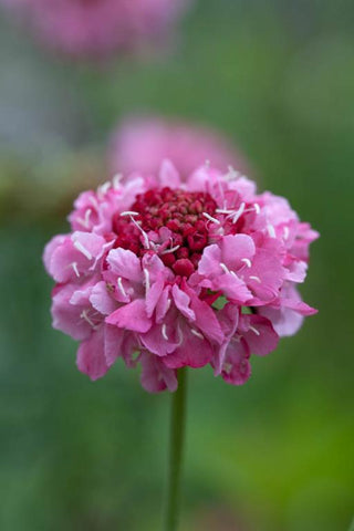 Semillas Scabiosa Salmon Queen