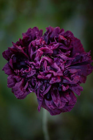 Semillas Papaver Black Peony