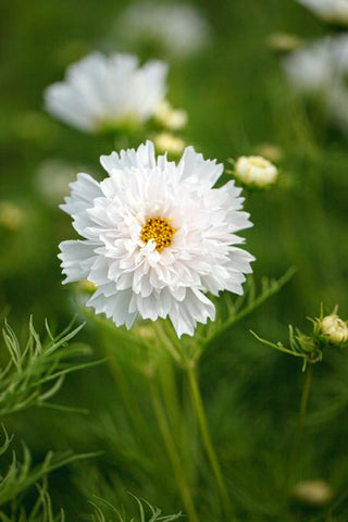 Semillas Cosmos Double Dutch White