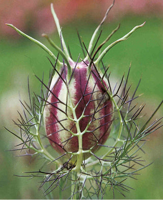 Semillas Nigella Miss Jekyll azul claro