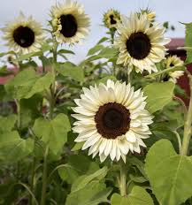 Semillas Girasoles Pro Cut White Nite