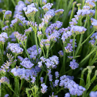 Semillas Statice azul pálido